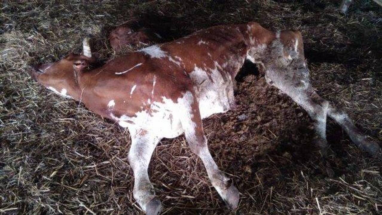 Nuotraukos iš VMVT kontroliuojamų ūkių