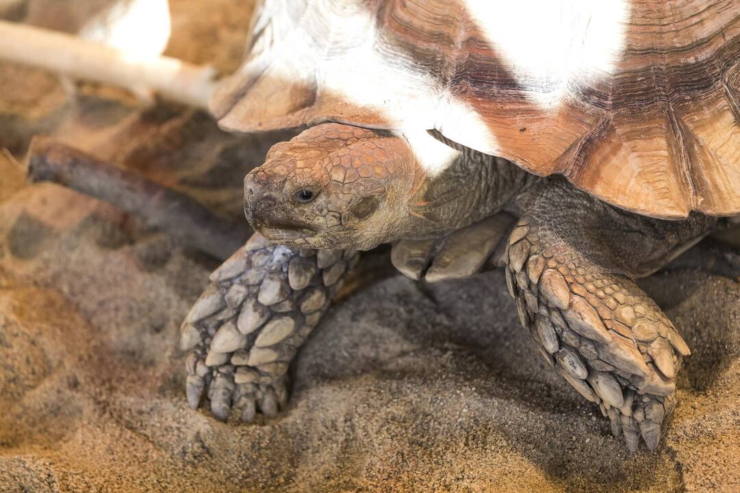 Vilniuje duris atvėrė zoologijos sodas