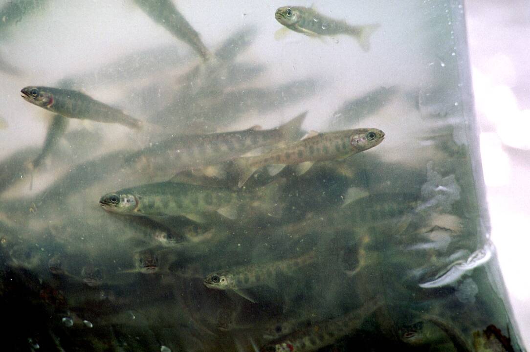 Asociatyvi nuotr.