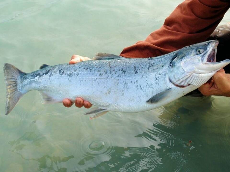 Asociatyvi nuotr.
