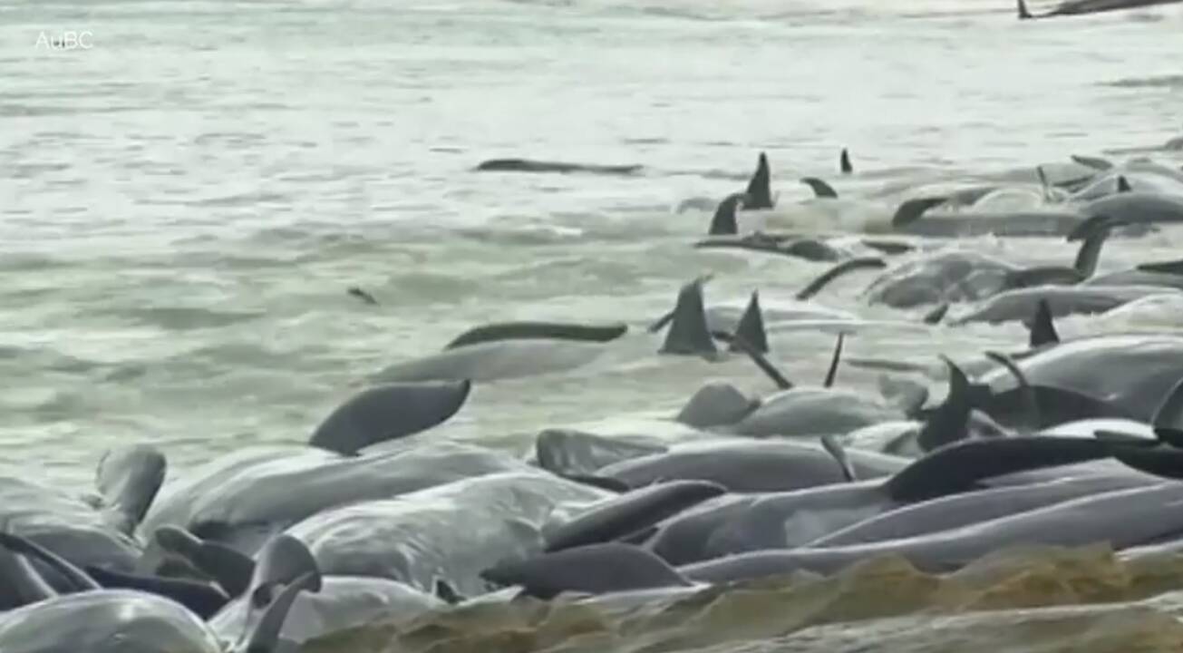 Australijoje į krantą išmesta daugiau nei 130 delfinų