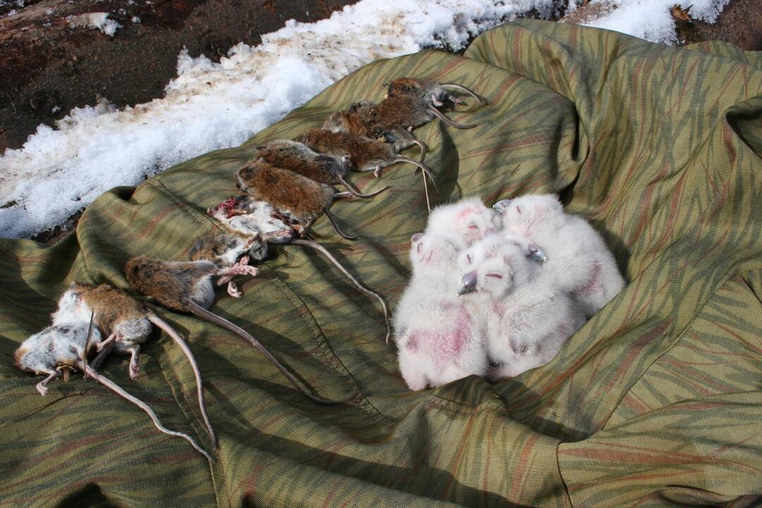 Kai pavasaris ankstyvas ir maisto gausu naminės pelėdos anksčiau pradeda dėti kiaušinius