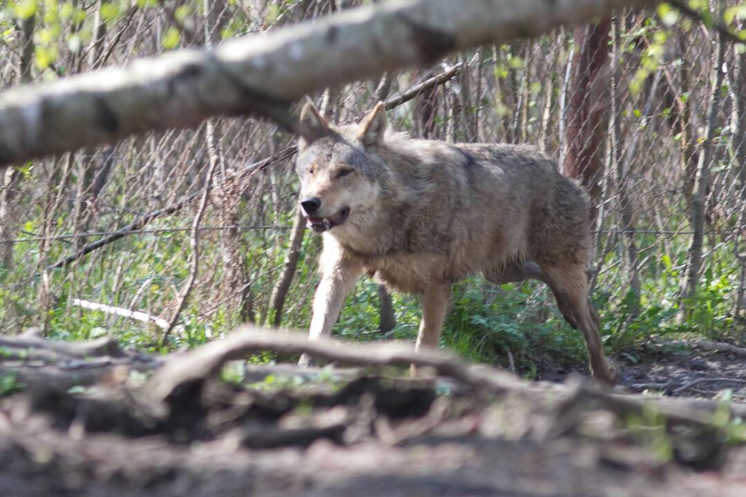 Už vilkų padarytą žalą Klaipėdos rajono ūkininkai gaus kompensacijas