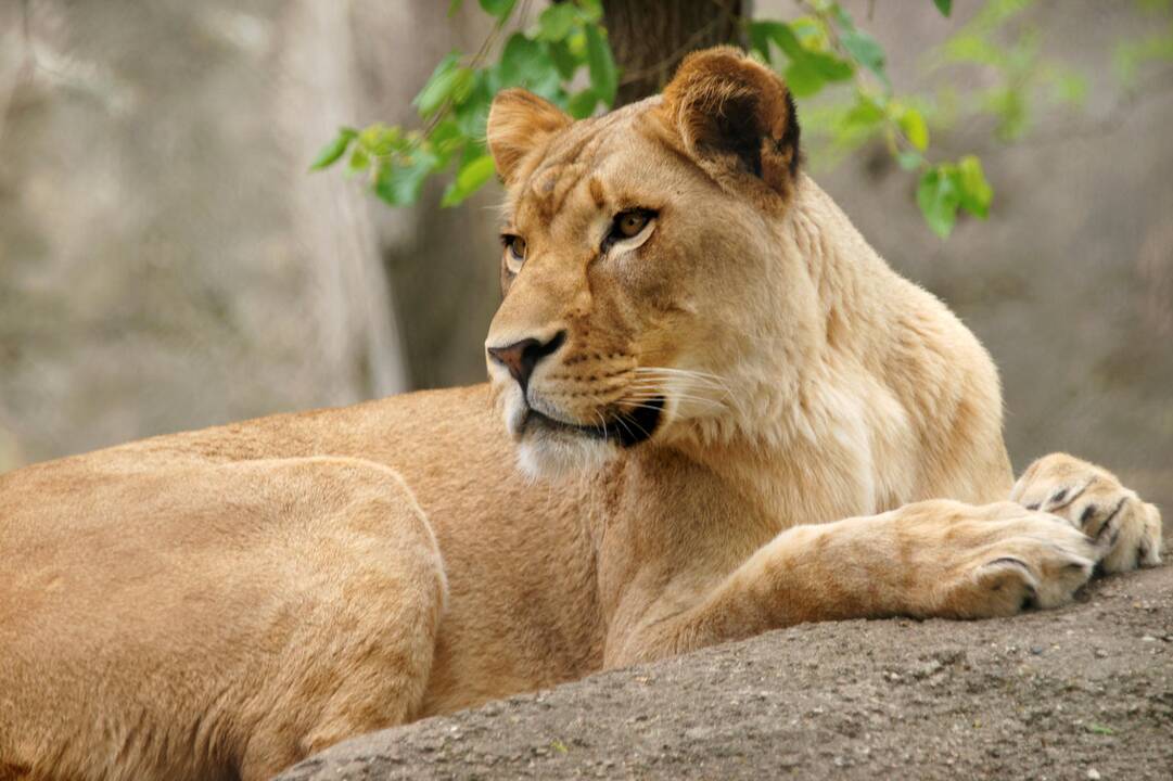 Indianapolio zoologijos sode liūtė nužudė savo patiną