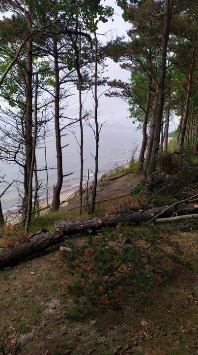 Kerta: Olando Kepurės skardžio prieigose šalinami pavojų keliantys medžiai.