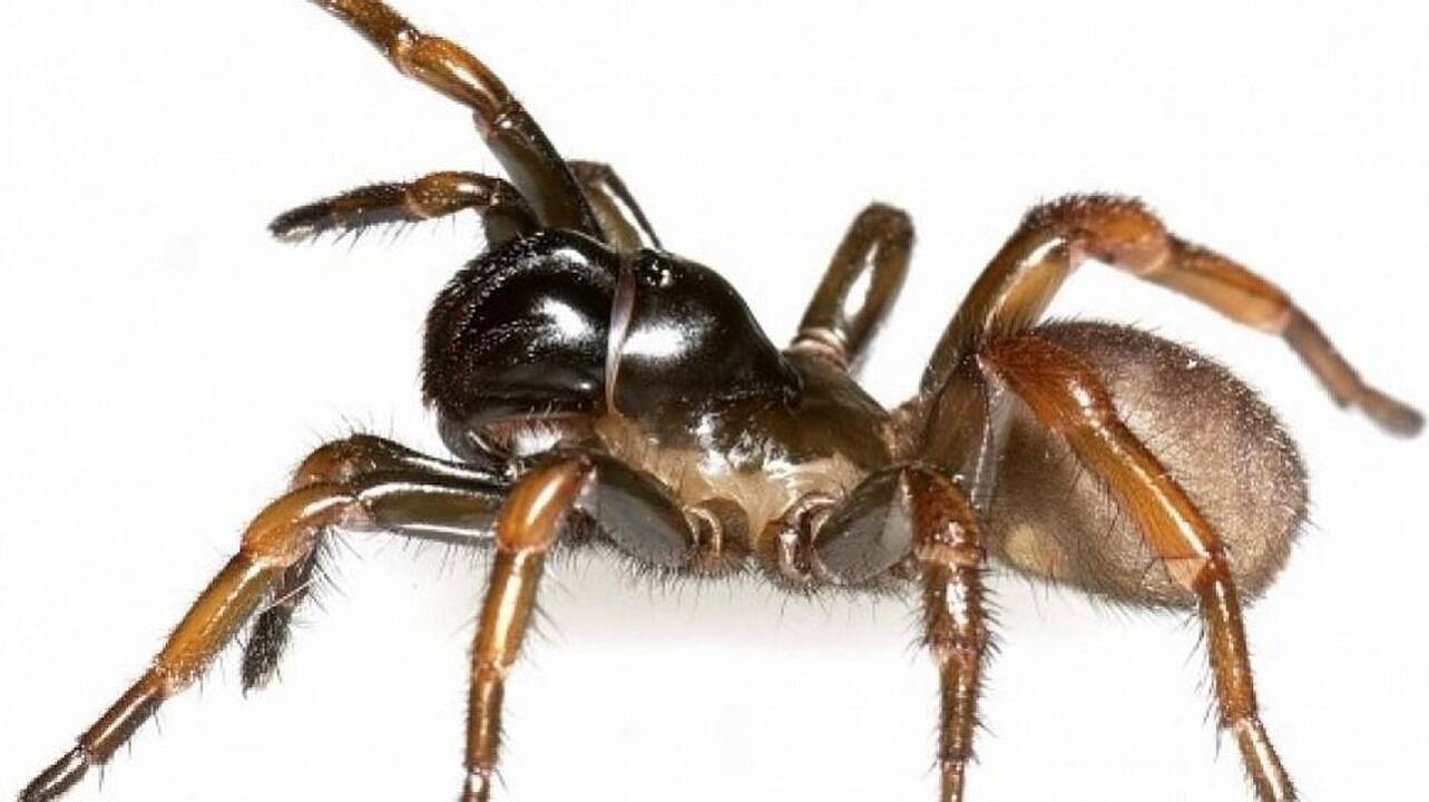 Australijoje nuo vapsvos įgėlimo nugaišo seniausias pasaulio voras