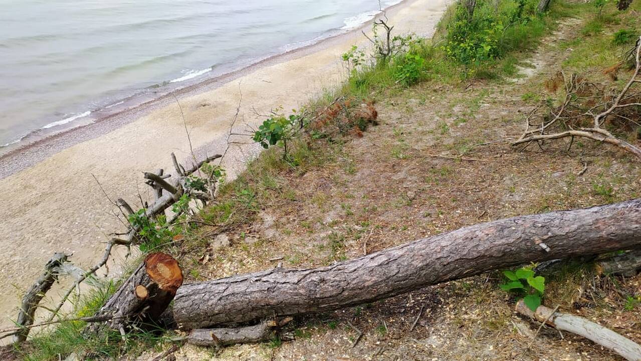 Kerta: Olando Kepurės skardžio prieigose šalinami pavojų keliantys medžiai.