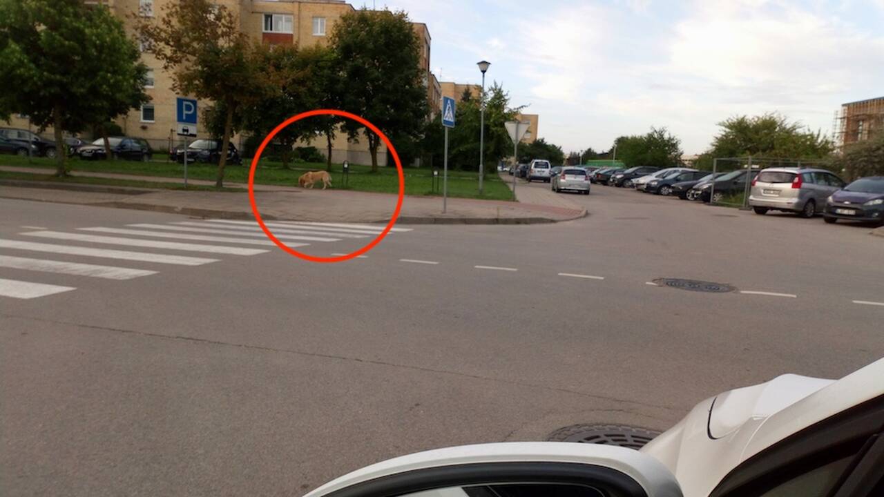 Nemalonu: kurorto Bangų gatvėje lakstė be priežiūros paliktas nežinia kam priklausantis šuo.