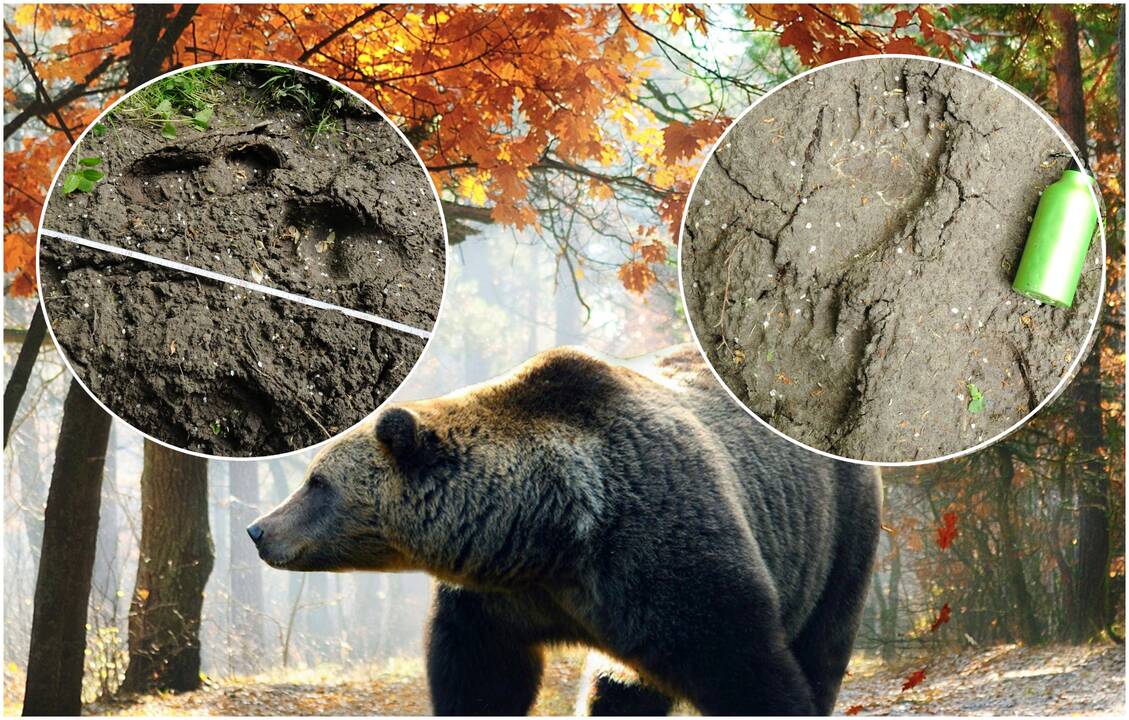 Svečias: klaipėdiečio pranešimas, jog Melnragės miške klaidžioja meška, sukėlė ant kojų gamtosaugininkus. Vieni puolė tikrinti privačius zoologijos sodus, kiti graužiasi, kad neskuodė į mišką ieškoti pėdsakų.