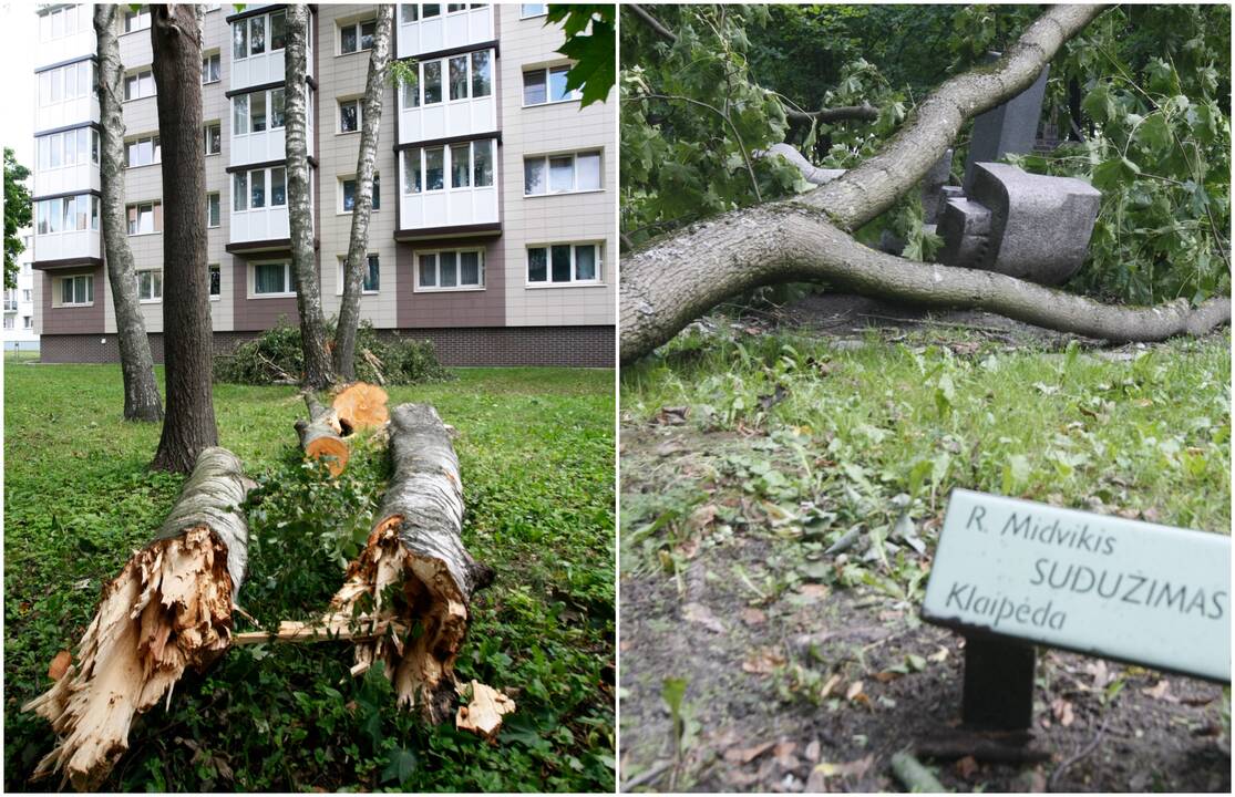 Simboliška: Skulptūrų parke medis sumaitojo kūrinį, pavadintą „Sudužimu“.