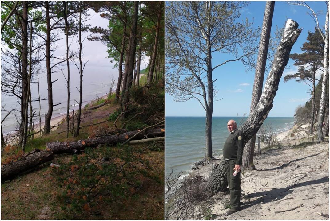 Kerta: Olando Kepurės skardžio prieigose šalinami pavojų keliantys medžiai.