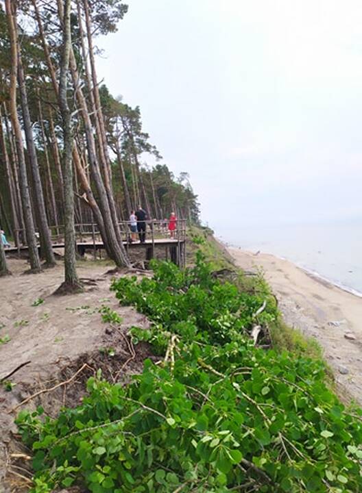 Kerta: Olando Kepurės skardžio prieigose šalinami pavojų keliantys medžiai.