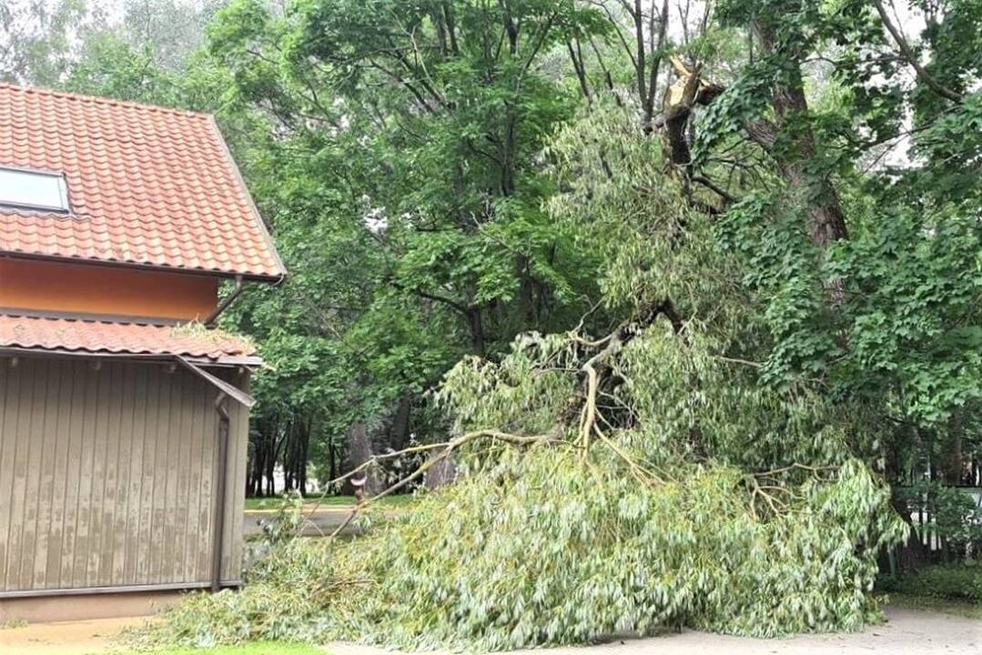 Klausimas: Tautinių kultūrų centro darbuotojai dar prieš pusmetį prašė miesto tvarkdarių pašalinti senus medžius Skulptūrų parke, tačiau atsakymo iš valdininkų nesulaukė. Dabar įstaiga skaičiuoja nuostolius.