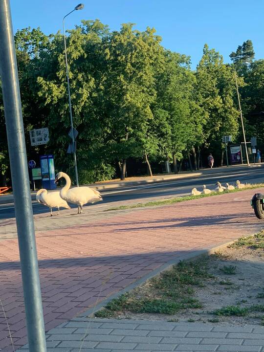 Kelionė: gulbių šeimyną trečiadienio ryte stebėjo daugybė miestiečių – Herkaus Manto gatvėje stojo eismas.