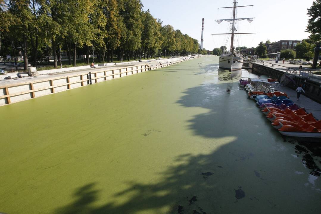 Pažaliavo: Dangės upė vėl pasidengė dumbliais, tačiau šiemet keliomis savaitėmis vėliau nei pernai.