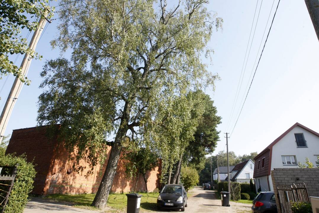 Būklė: kol gyventojai nesiėmė rašyti skundų, sutrešę medžiai nelabai kam rūpėjo. Galų gale nuspręsta juos nupjauti.