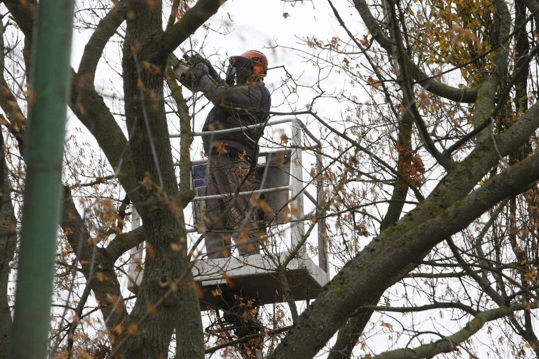 Startavo: šiemet pavasariui būdingi miesto žaliųjų zonų darbai pradėti anksčiau.