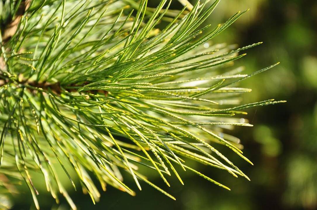 Prašymas: pušų spyglių produktų nenaudokite, jei esate alergiški pušims.