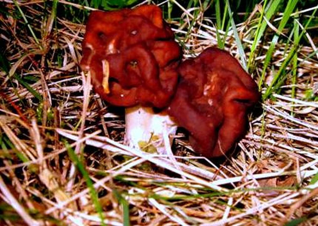 Pavojai: miškuose pradeda dygti pirmieji bobausiai, kurių vertėtų ieškoti pušynuose ir eglynuose, tačiau ragauti jų patariama labai atsargiai.