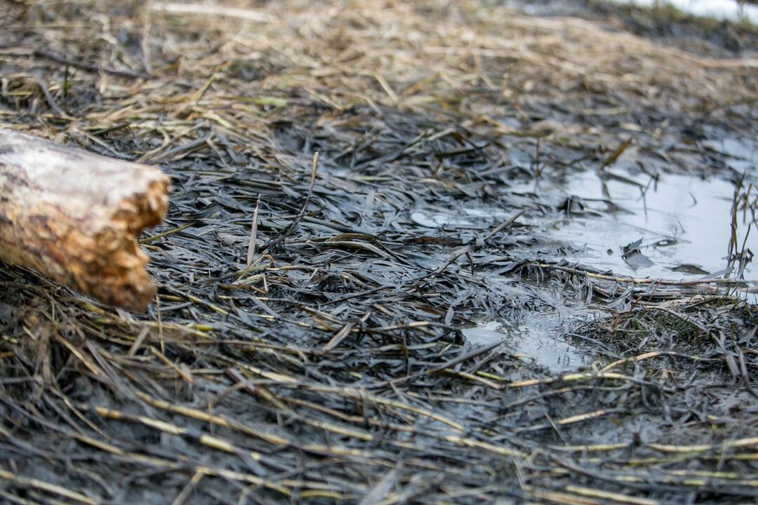 Kaune į Nerį išsiliejo teršalai