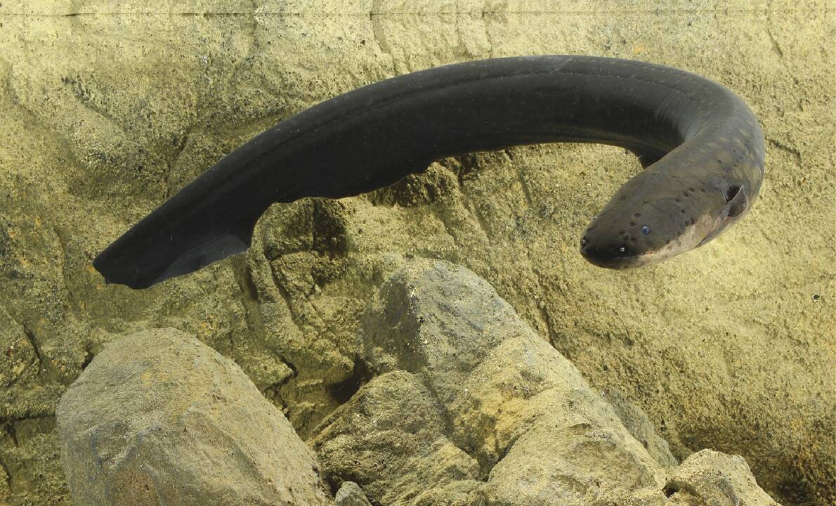 Asociatyvi nuotr.