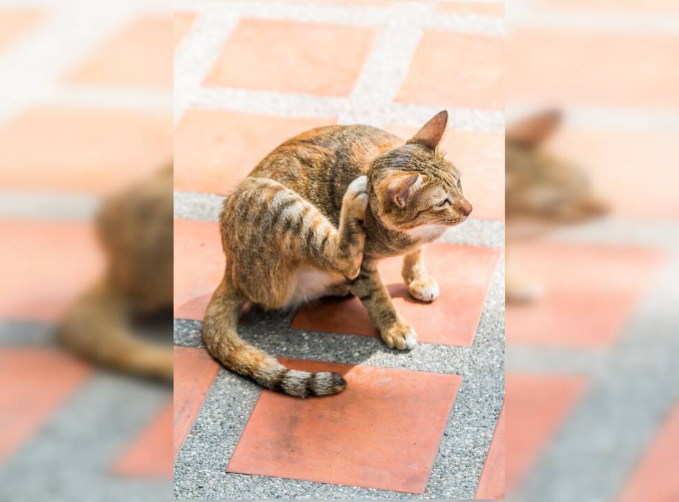 Asociatyvi nuotr.