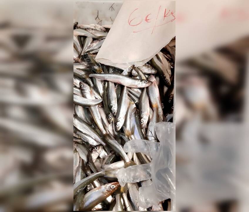 Pabrango: per kelias dienas pajūryje stintų kaina šoktelėjo nuo 6 iki 8,5 euro.