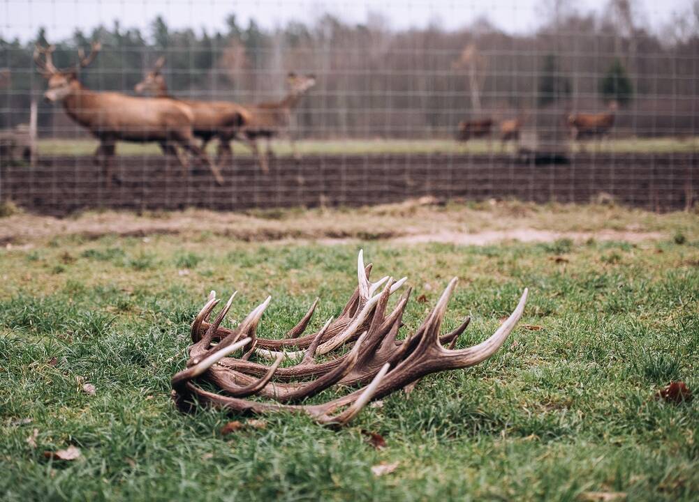 Šventė: 120 metų senumo rogėse – R.Janužytė su vyru R.Garška, kuris šiemet persikūnijo į baltą Kalėdų Senelį.