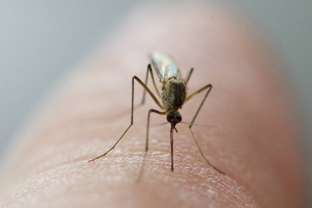 Kraujasiurbiai: uodai – vieni nemaloniausių šiltojo meto palydovų.