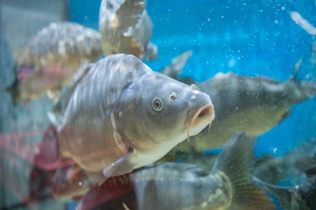 Asociatyvi nuotr.