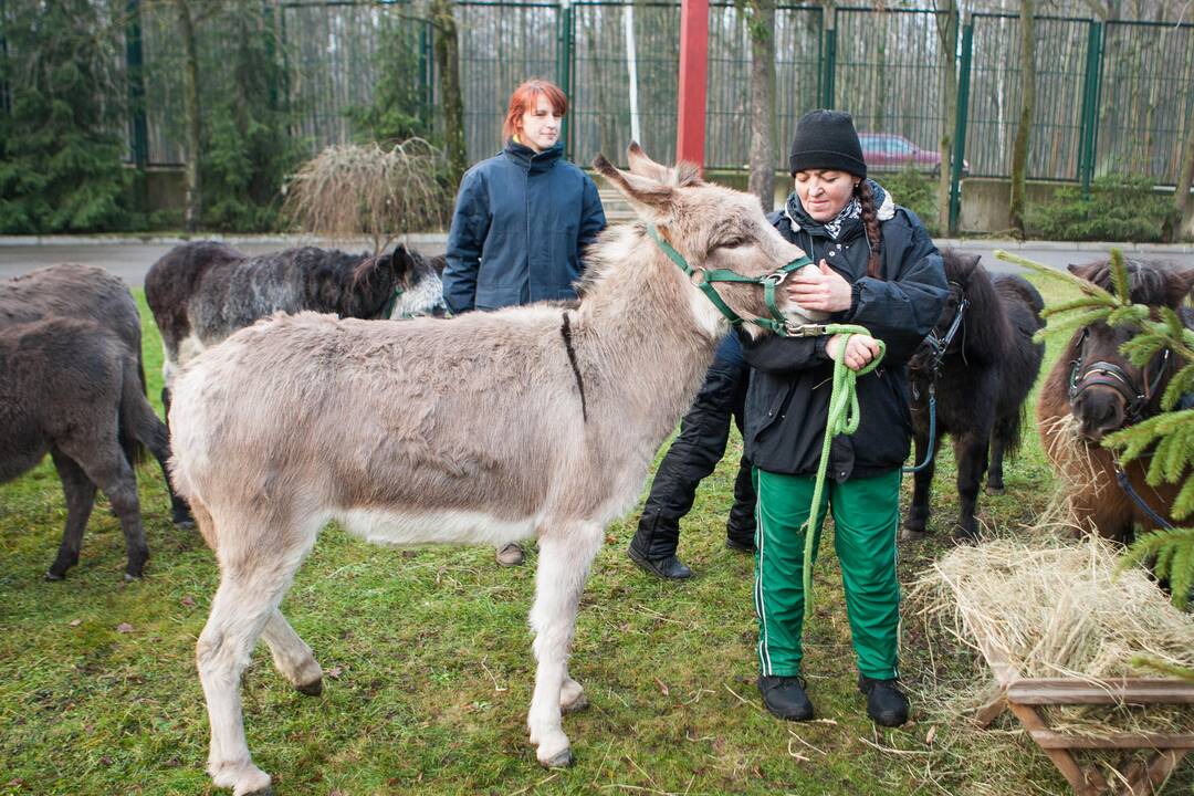 Zoologijos sode šventė