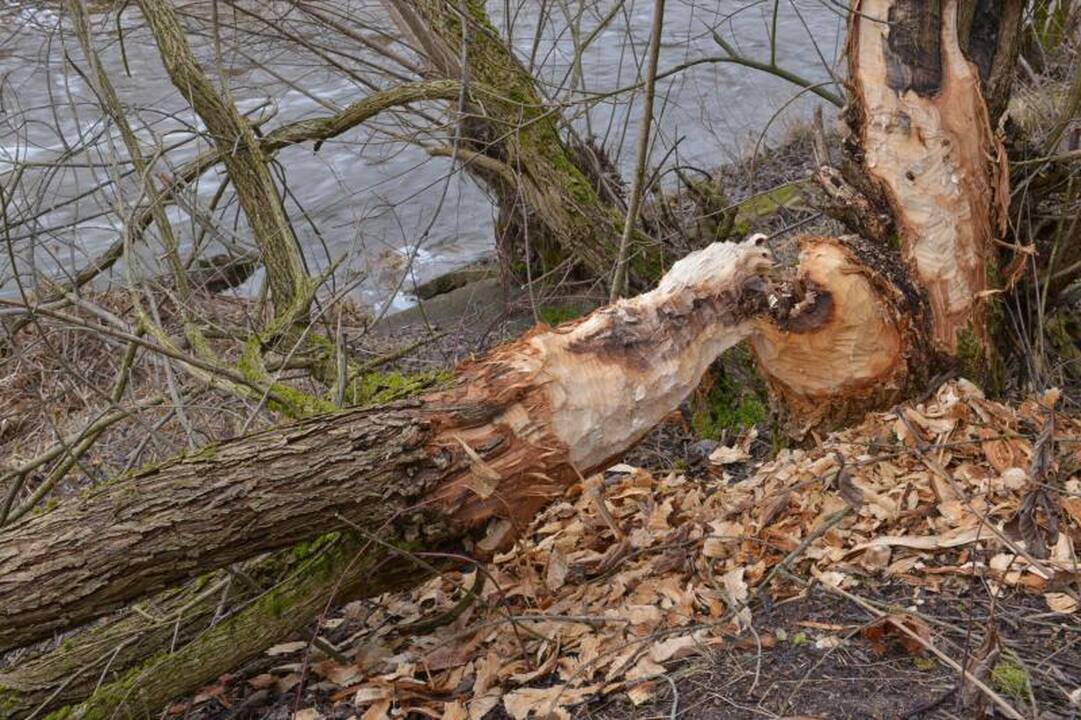 Reguliuojant bebrų gausą padaugės lašišinių žuvų