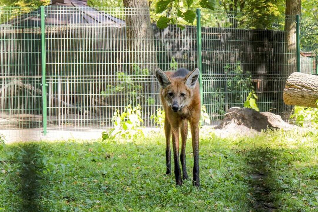 Atnaujintas karčiuotųjų vilkų voljeras