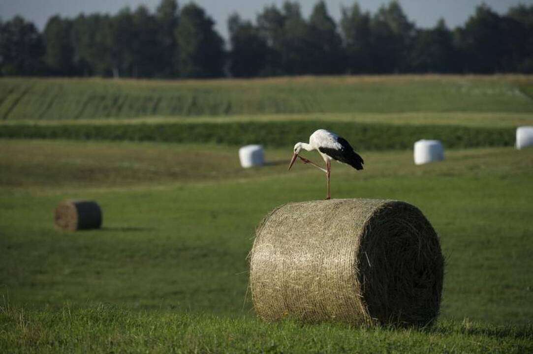 Baltiesiems gandrams šie metai – rekordiniai