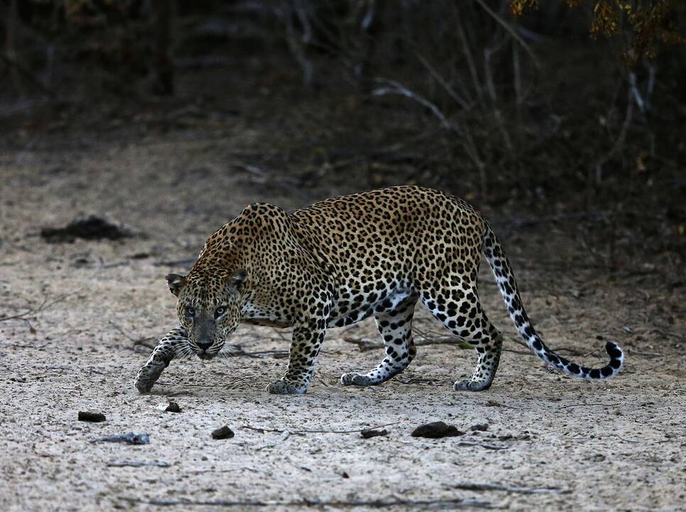 Indijoje moteris pjautuvu nudobė ją užpuolusį leopardą