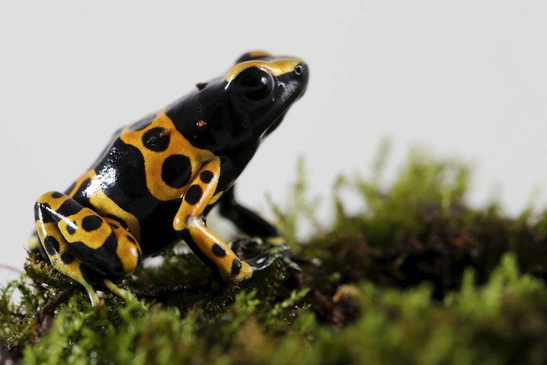 Dendrobates leucomelas varlė (asociatyvi nuotr.)