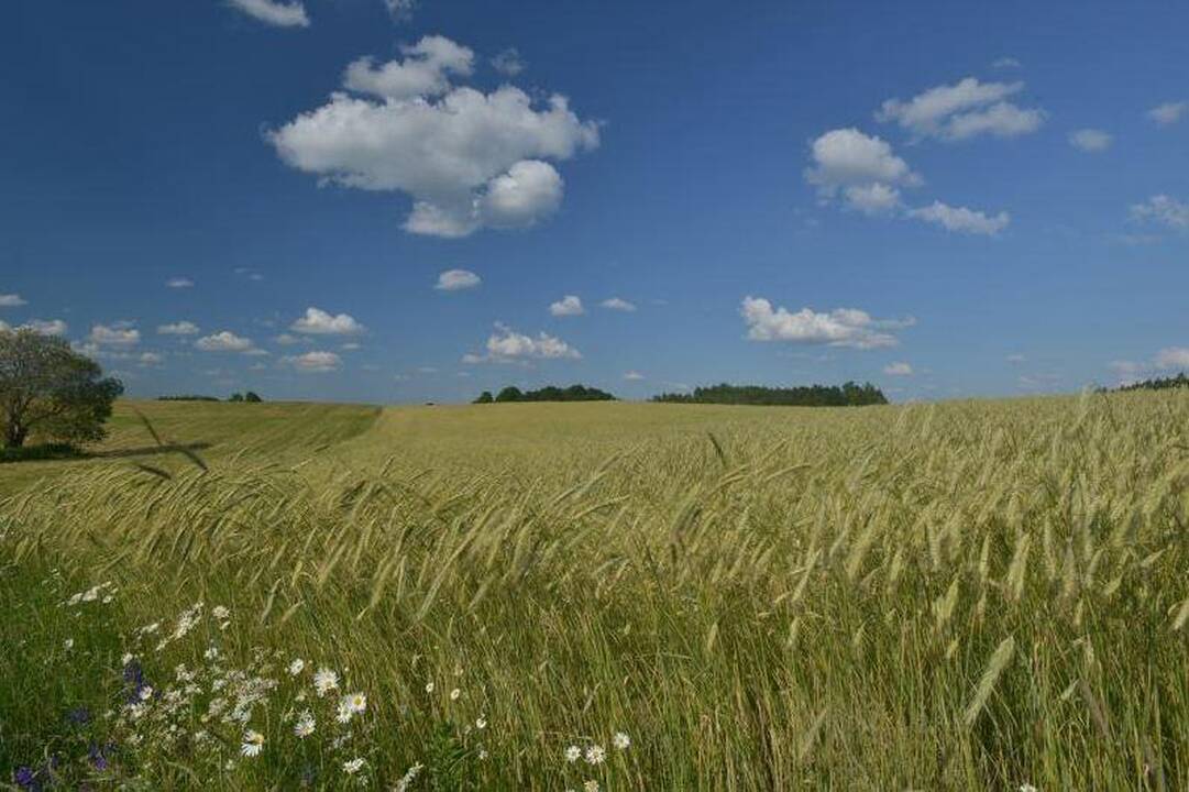 Javapjūtė – pavojingas metas gyvūnams