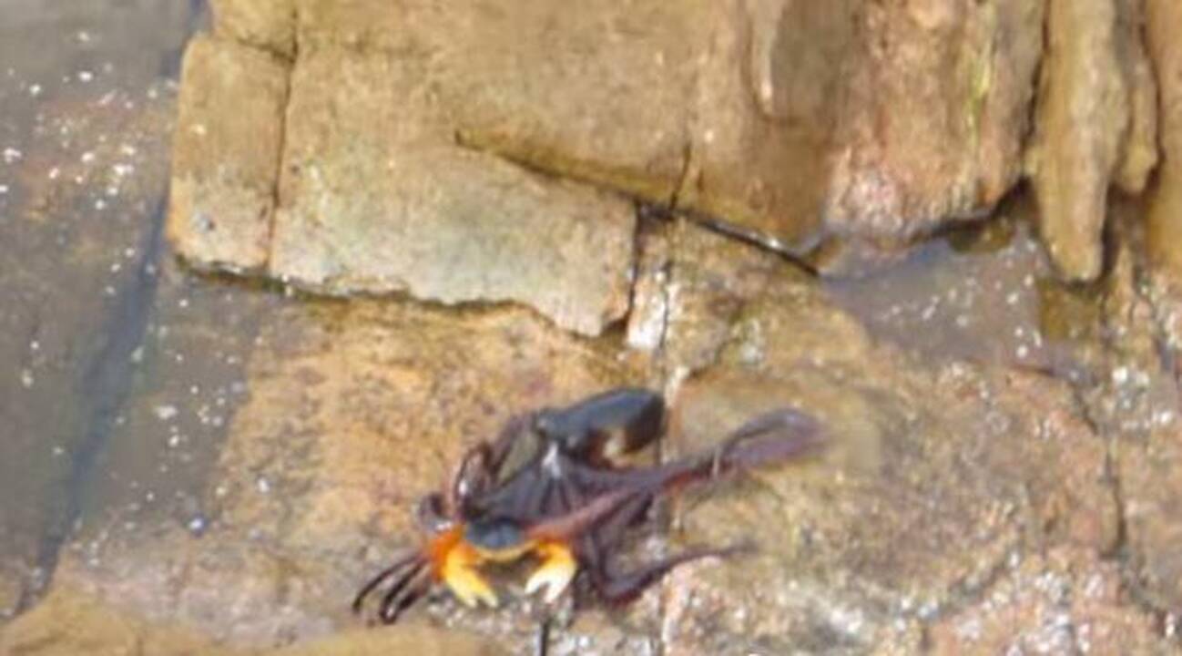 Žaibiški aštuonkojo žudymai sausumoje