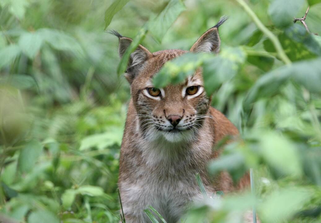 Nors lūšių daugėja, jos tebėra ypatingas mūsų rūpestis