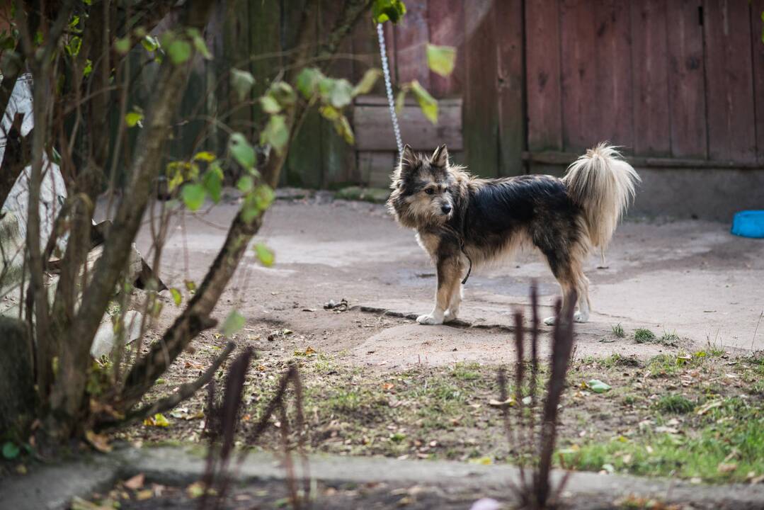 Pernai Lietuvoje neregistruota nė vieno pasiutligės atvejo