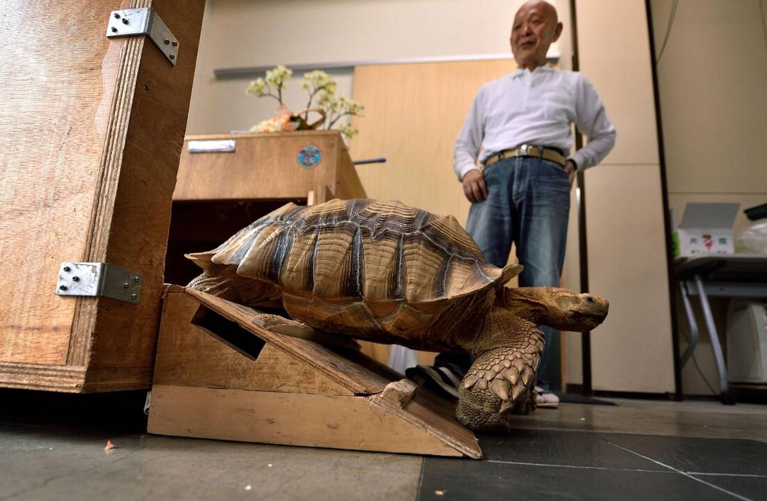 Didžiulis vėžlys Tokijo gatvėse