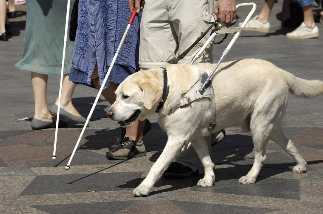 Šunys kasdieniuose darbuose gali padėti ne tik akliesiems