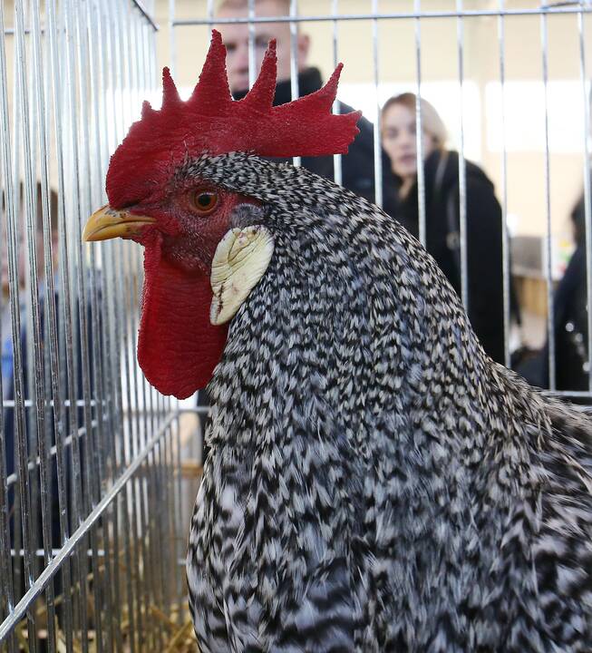 Inovacijų paroda „Inno panorama 2019“