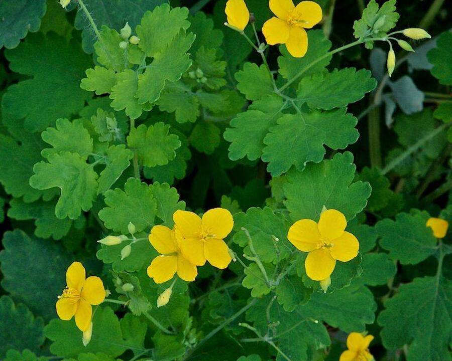 Ugniažolė – ginklas sergantiems vėžiu