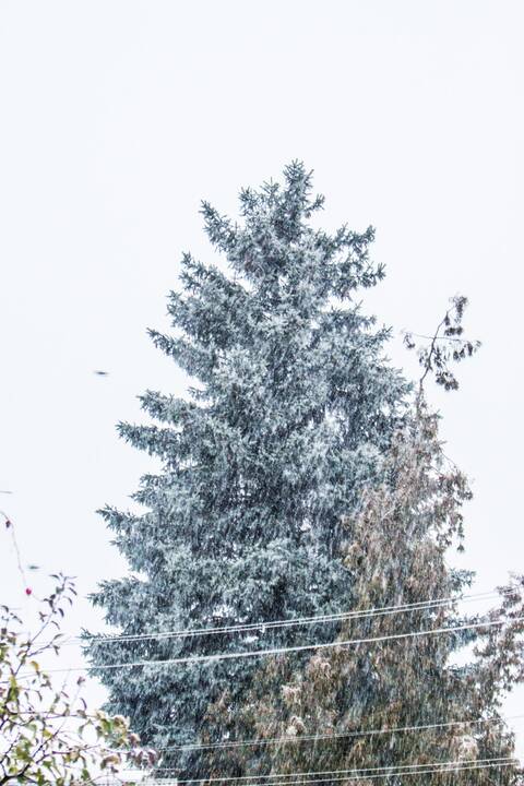 Kauną nuklojo pirmosios snaigės (2018)