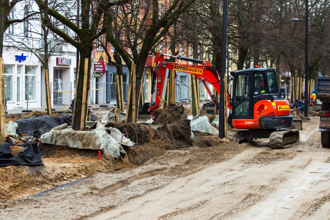 Laisvės alėjoje genimos liepų šaknys