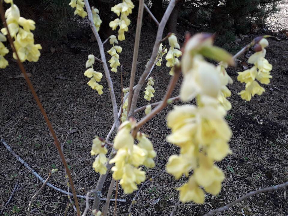 Įvairovė: Dubravos arboretume auga net 50 skirtingų rūšių magnolijų.