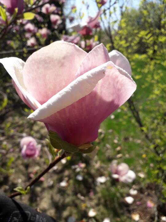 Įvairovė: Dubravos arboretume auga net 50 skirtingų rūšių magnolijų.
