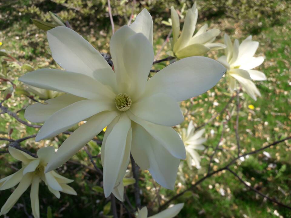 Įvairovė: Dubravos arboretume auga net 50 skirtingų rūšių magnolijų.