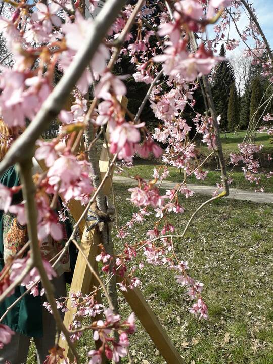 Įvairovė: Dubravos arboretume auga net 50 skirtingų rūšių magnolijų.